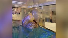 Bizarre moment female snail lays dozens of eggs while defying gravity
