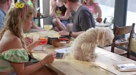 London dog bar After Bark is canine and cocktail friendly