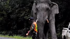 Well-behaved elephant obeys traffic rules in Thailand