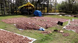 Walnut Harvest In Kashmir