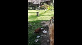 Bird of prey watches over unattended goose eggs in Indonesia