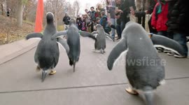 Parade of penguins strut their stuff in Pittsburgh