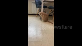 Cat makes it clear to owner he is hungry by banging food bowl on floor