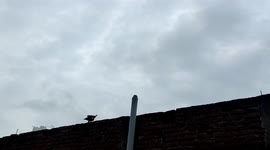 Lovely crow flying moment in sky in Northern India