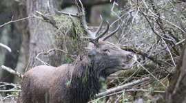 This deer's eerie shriek is something right out of a horror film