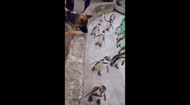 German shepherd has mind blown as she meets penguins, meerkats and more at UK zoo