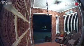 Clumsy gaze of raccoons make all sorts of noises while stealing cat food