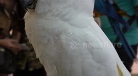Colourful pet parrots displayed at shopping mall in Bangkok, Thailand