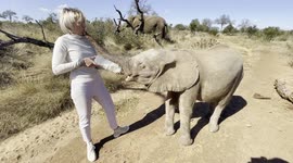Meet the albino elephant calf who was rescued from a poacher's snare in South Africa