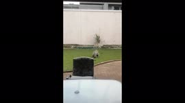 Wresting Vervet Monkeys Having Fun in my Garden in South Africa