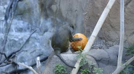 Curious monkeys and otters inspect pumpkins scattered around their enclosures at US zoo