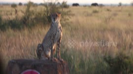 Beautiful Cheetah spotted in the Kruger National Park on an afternoon game viewing drive