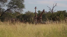 Headbangers ball: Bull giraffes practice fighting in the Kruger National Park