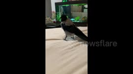 The crow steals money from the owner