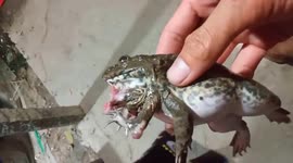 Vietnamese fisherman catches bizarre 6-legged frog