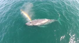 Breaching whale forms rainbow as it spouts clouds of water into the air