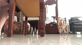 Doggy duet is delightful in Cyprus