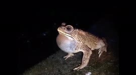 Listen to the fascinating sound of frog croaking during mating season