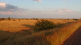 Red-Billied Quelea Birds flying in amazing synchronization over the Savannah