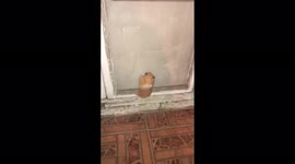 Hamster climbing to her escape and meeting my cat