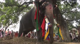 The Elephant's fair has attraction for forginer's in Northern india