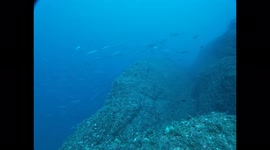 Barracudas in Baixa dos Rosais in Azores archipelago, during a exploration dive in underwater pinnacles, with the Pico island Dive Center CWAZORES. Moments recorded by the Diving Instructor João Ferraria during a passage os a school of Barracudas
