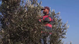 Climate variability has caused a decline in olive production for the current season in the Gaza Strip.