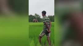 Brave villagers scare off large elephant that broke into agricultural fields