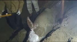 Dolphin found stranded in Indonesia because of allegedly marine pollution