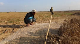 Palestinian men hunt migratory birds at the Israel-Gaza border, in Khan Younis in the southern Gaza Strip