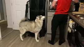 Talking Husky tells owner he loves him
