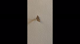 Moth walking and flapping wings along wall