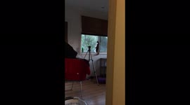 Cat standing on back legs distracted by something out the window