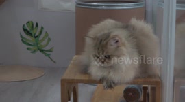 Cats enjoy purrr-fect pampering at kitty spa in Bangkok