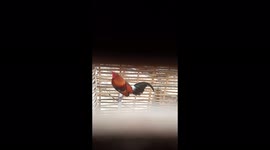 Cock, chichken, wild cock, rooster , rooaster sound which is unique