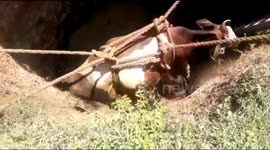 A cow that fell in a well was rescued alive in South India