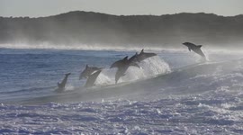 Pod of Dolphins Jumping Breaching out of a Wave in Western Australia