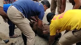 Calf rescued after falling into storm drain in soutern India