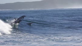 Glorious moment surfer shares wave with dolphins in Western Australia