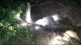 Officials use excavator to dig out elephant trapped in abandoned well in India