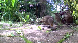 Mother blackbird tries teaching child how to eat a slug - before the baby dashes off with it
