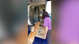 Cool golden retriever catches flight in style in Brazil
