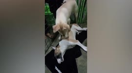 Crying dog tries to wake up dead friend in the Philippines