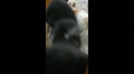Black Kitten Follow Camera In Egypt