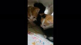 Cute Triplet Kittens On Bed