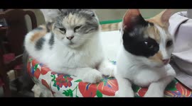 Happy Sofi Kitten With Mummy
