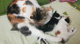 How Mummy Angila Cleans Her Kittens While Sleeping