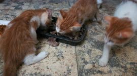 Hungry Triplets Cats Eats Chicken Roasted Bones
