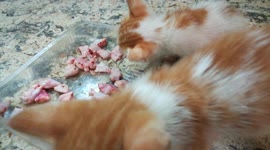 Jackie Kitten Tasty Fresh Chicken Wings
