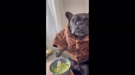 French bulldog named Stitch 'teaches' you how to make an avocado toast